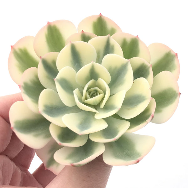 Echeveria 'Compton Carousel' Variegated 3" Succulent Plant