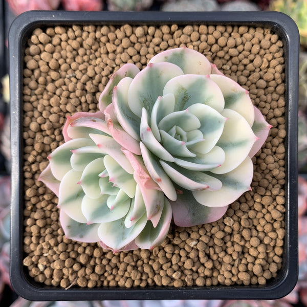 Echeveria 'Compton Carousel' 2"-3" Double-Headed Cluster Succulent Plant