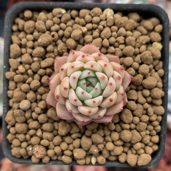 Echeveria 'Sarabony' Hybrid 1/2" Seedling Succulent Plant