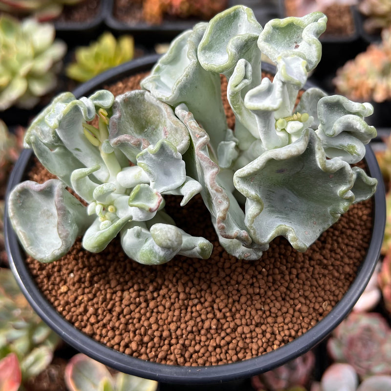 Cotyledon Undulata 'Shires Hobbit' 3" Succulent Plant