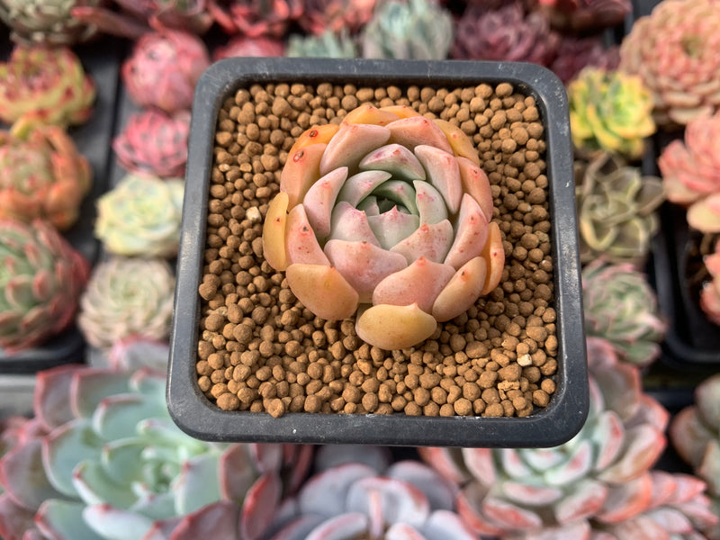 Echeveria 'Esca' 1" Small New Hybrid Succulent Plant