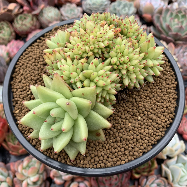 Echeveria Agavoides 'Maria' Crested Cluster 4"-5" Succulent Plant