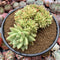 Echeveria Agavoides 'Maria' Crested Cluster 4"-5" Succulent Plant