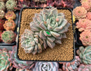 Echeveria 'Moiré' 3-4" Cluster Powdery Succulent Plant