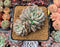 Echeveria 'Moiré' 3-4" Cluster Powdery Succulent Plant