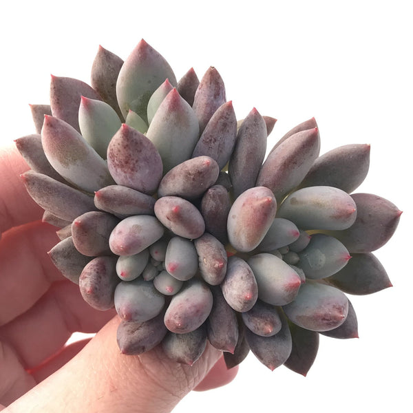 Pachyphytum 'Angels Finger' Cluster 3" Succulent Plant