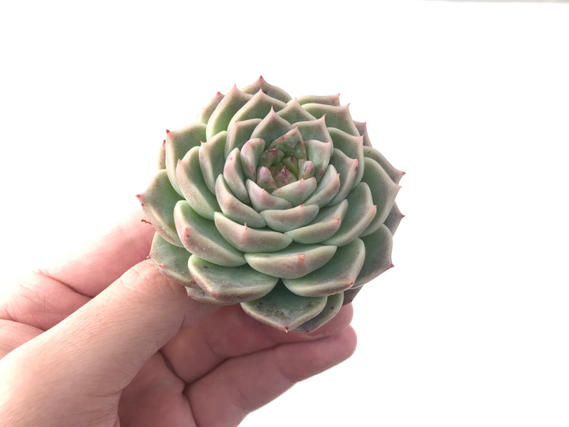 Echeveria 'Red Velvet' 2" Succulent Plant