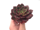 Echeveria Agavoides 'Salu' 4” Succulent Plant