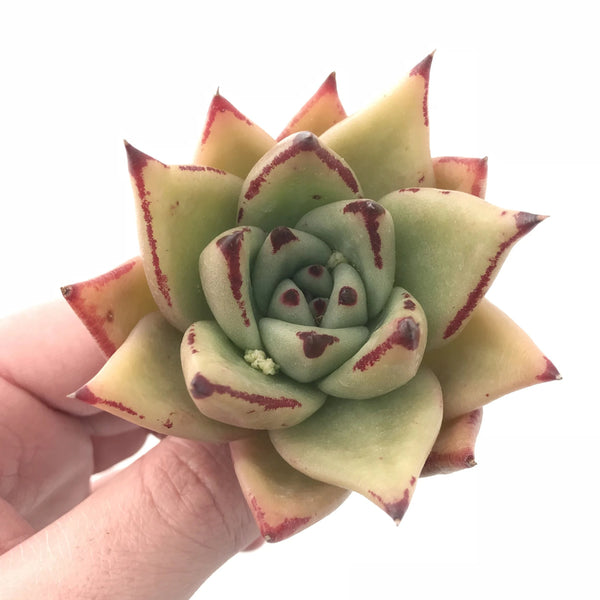 Echeveria Agavoides Ebony 2”-3” Rare Succulent Plant