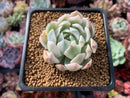 Echeveria 'Angel-In-Us' Variegated 2" Succulent Plant