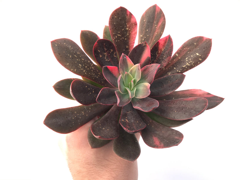 Echeveria 'Hanaikada' Variegated 6" Succulent Plant