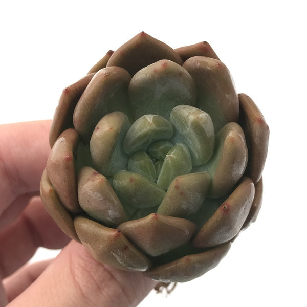 Echeveria 'Zenith' 2'-3" Succulent Plant