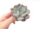 Echeveria 'Orange Monroe' 3" Rare Powdery Succulent Plant