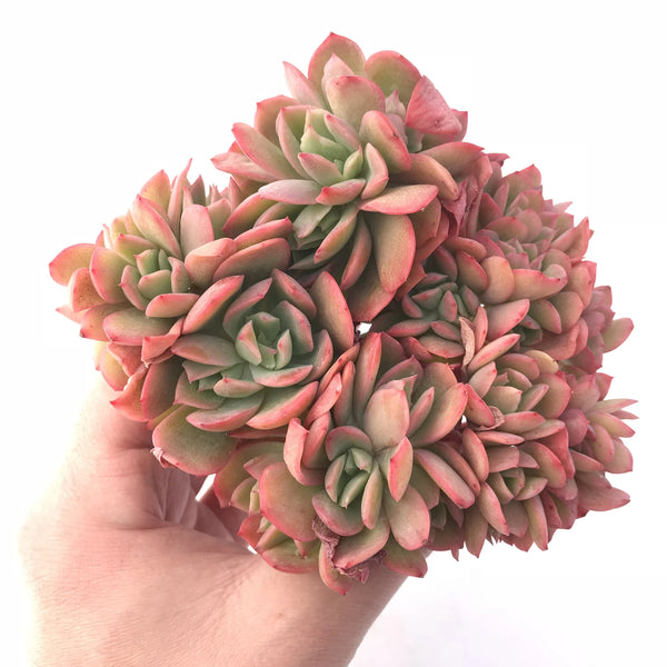 Echeveria Luella Crested 6” Large Cluster Rare Succulent Plant