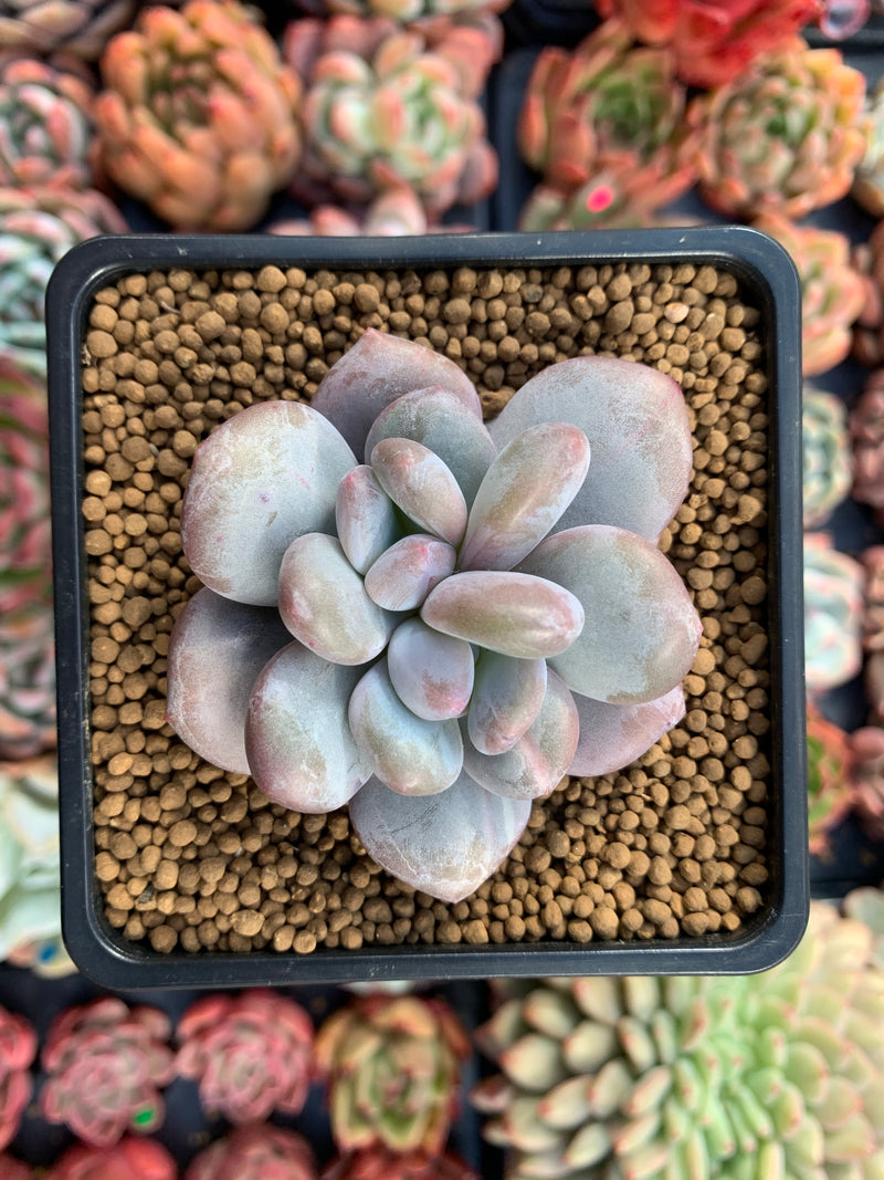 Echeveria 'Pink Amadeus' 2" Powdery Succulent Plant