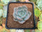 Echeveria sp. 2" Succulent Plant