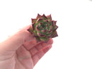 Echeveria Agavoides 'Super Bee' 1"-2" New Hybrid Succulent Plant