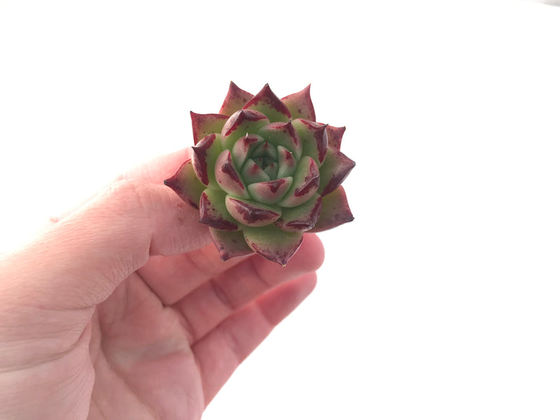 Echeveria Agavoides 'Super Bee' 1"-2" New Hybrid Succulent Plant