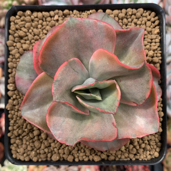 Echeveria 'Minigosaong' Variegated 3"-4" Succulent Plant