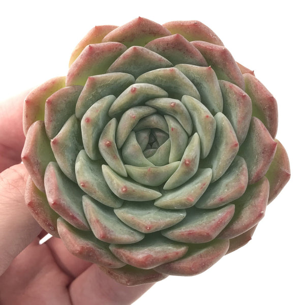 Echeveria 'Helena' Hybrid 2"-3" Powdery Succulent Plant