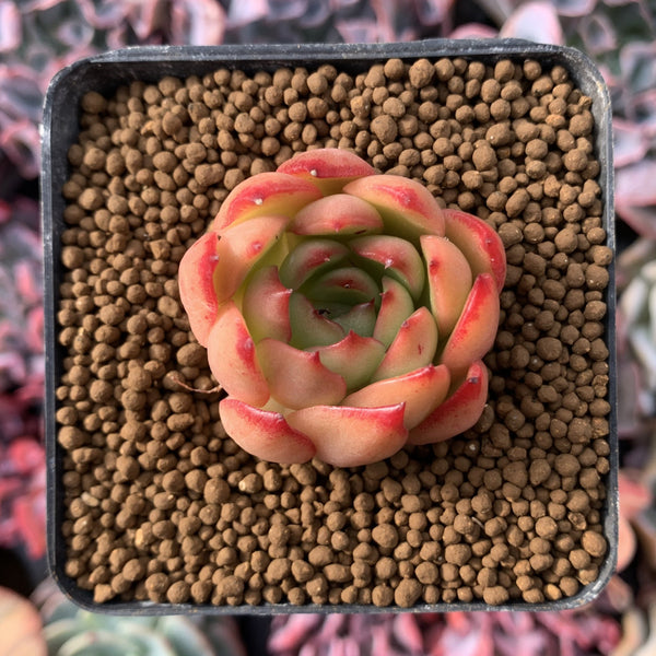 Echeveria Agavoides 'Hestia' 1" Succulent Plant