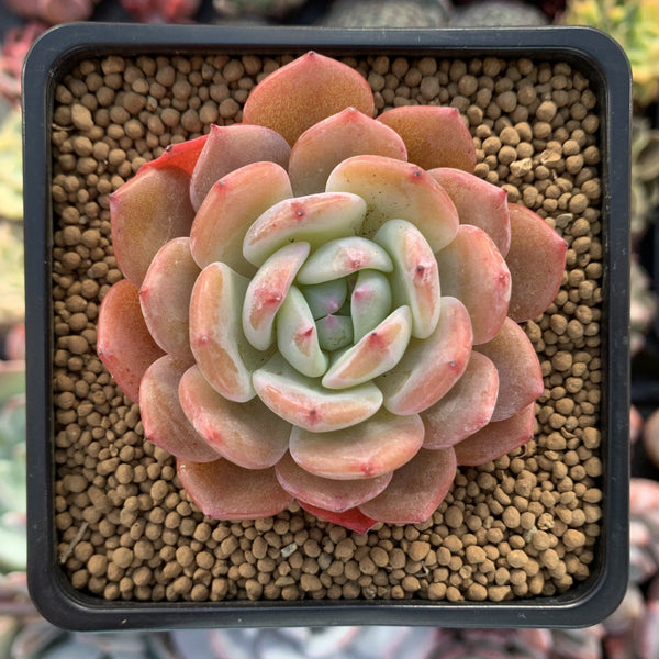 Echeveria 'Horizon' 2"-3" Succulent Plant