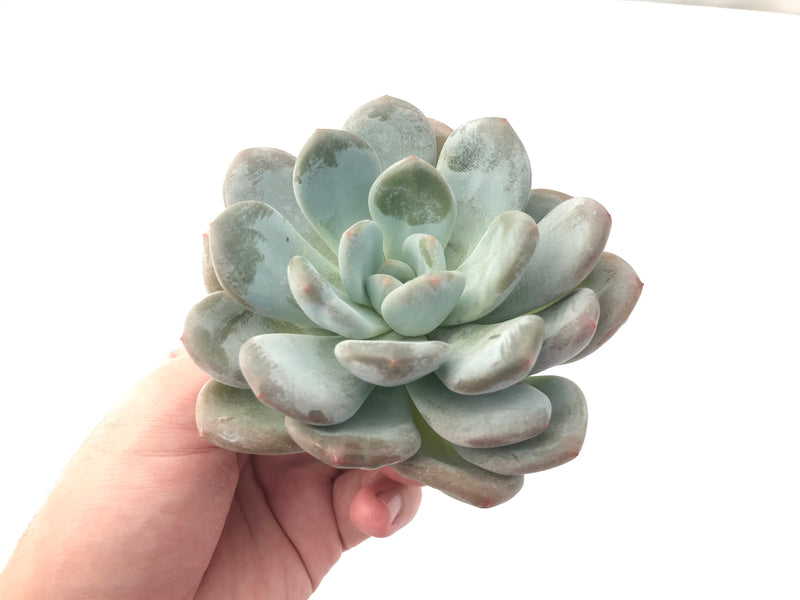 Echeveria 'Pearl Berry' 4" Powdery Succulent Plant