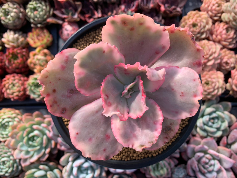 Echeveria 'Suyeon Frill' Variegated 5" Succulent Plant