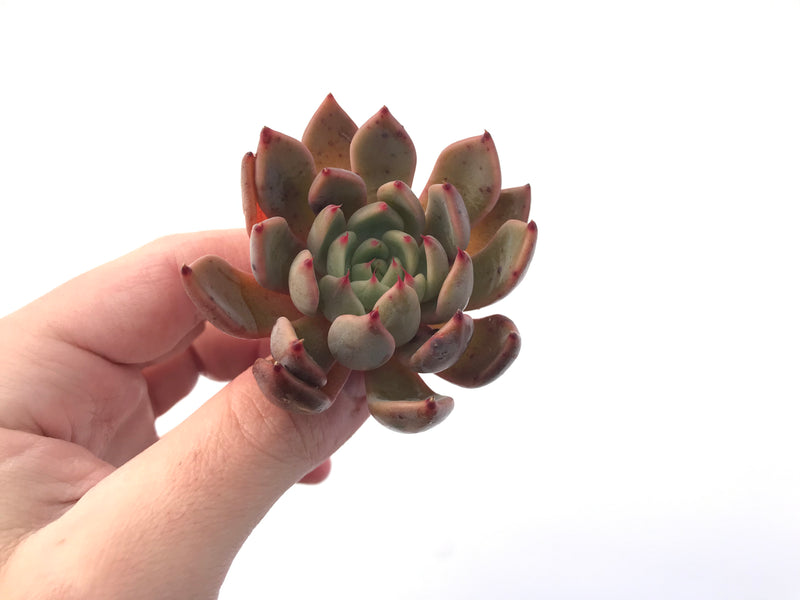 Echeveria Agavoides 'Magic Plot' 2" Succulent Plant