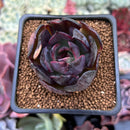 Echeveria 'Apothic Red' 2" New Hybrid Succulent Plant