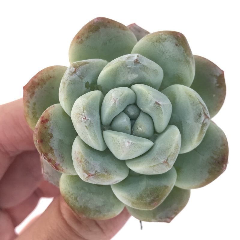 Echeveria 'Icy Green' 2"-3" Powdery Succulent Plant