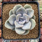 Graptoveria 'Margaret Rose' 3" Powdery Succulent Plant