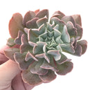 Echeveria 'Swan Lake' 3"-4" Succulent Plant