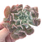 Echeveria 'Swan Lake' 3"-4" Succulent Plant