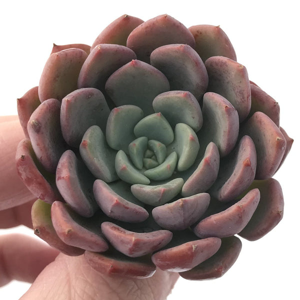 Echeveria 'Bath Bomb' 3" Succulent Plant