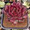 Echeveria Agavoides 'Oculus' 6" Extra LARGE Succulent Plant