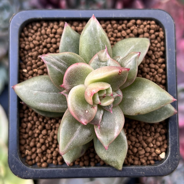 Echeveria sp. Mutated/Variegated 1" Succulent Plant