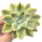 Echeveria 'Harry Watson’ Variegated 3" Succulent Plant