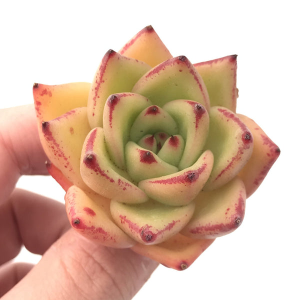 Echeveria Agavoides 'Orange Ebony' 2” Rare Succulent Plant