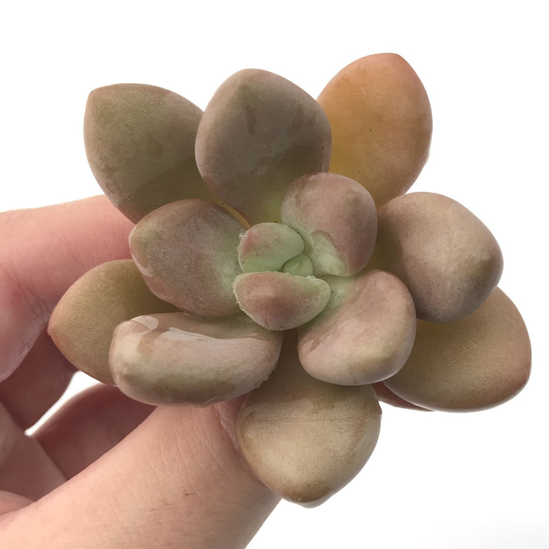 Graptoveria 'Ruby Donna' 2"-3" Succulent Plant