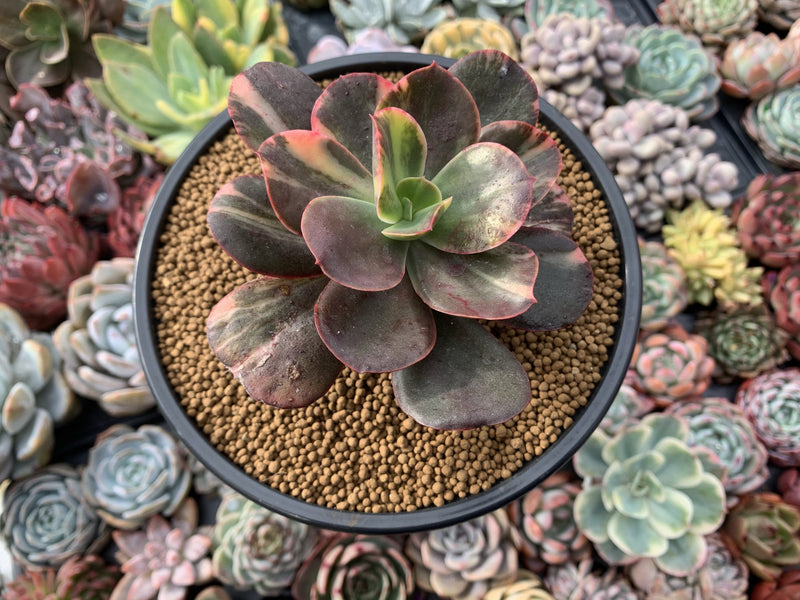 Echeveria 'Primadonna' Variegated 4"-5" Succulent Plant