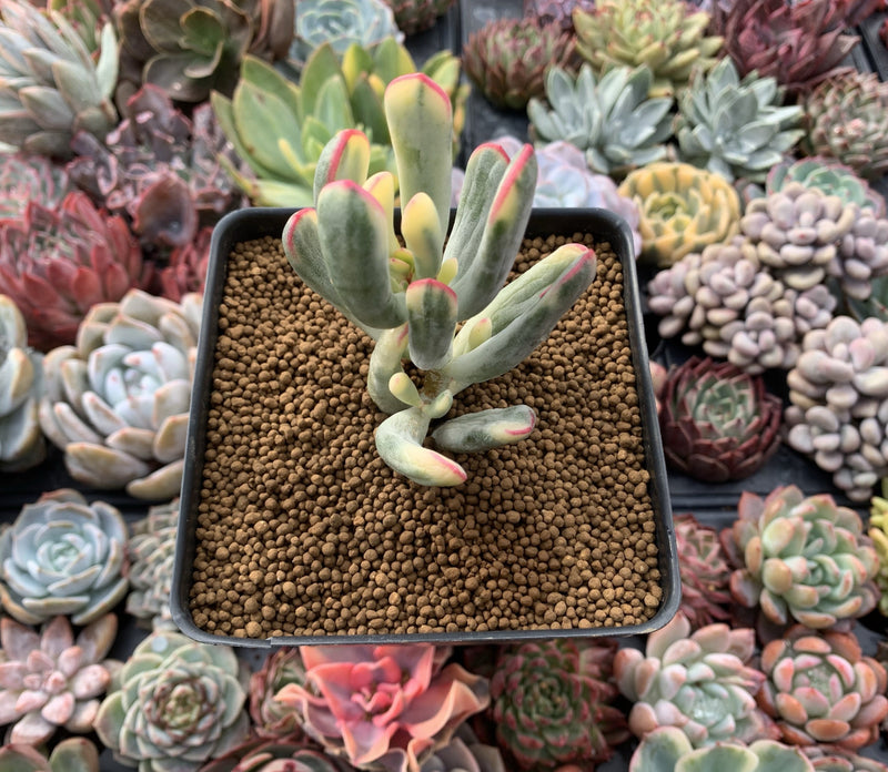 Cotyledon 'Orbiculata' Variegated 4" Succulent Plant