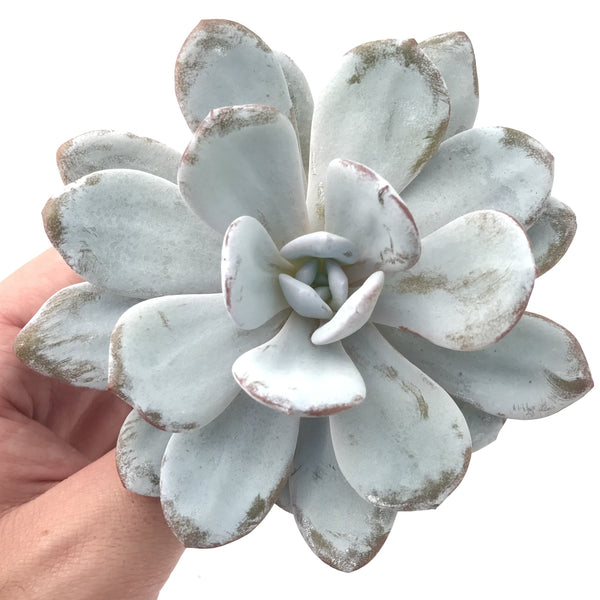 Echeveria 'Laui' 3"-4" Powdery Succulent Plant