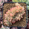 Echeveria Agavoides 'Gilva' Crested 3" Succulent Plant