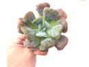 Echeveria 'Hearts Delight' 4" Rare Succulent Plant