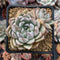 Echeveria 'Larega' 3" Succulent Plant