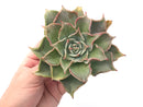 Echeveria 'Madiba' 4"-5" Large Succulent Plant