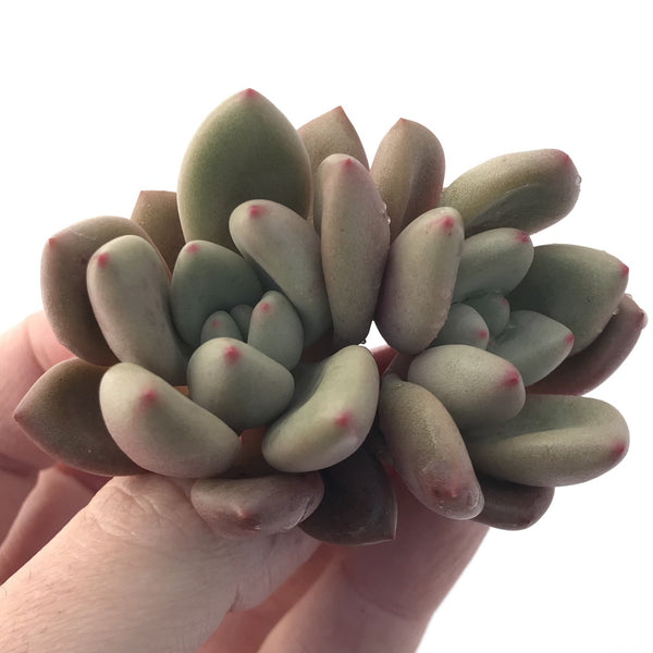 Graptoveria 'Ruby Donna' 2" Succulent Plant