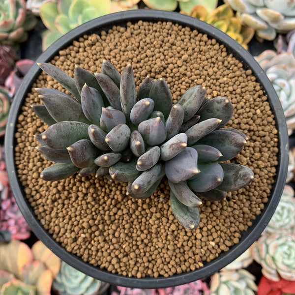 Echeveria Agavoides 'Black Swan' 4" Cluster Succulent Plant