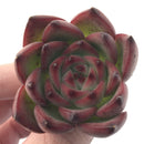 Echeveria Agavoides 'Estrella' 2" Succulent Plant